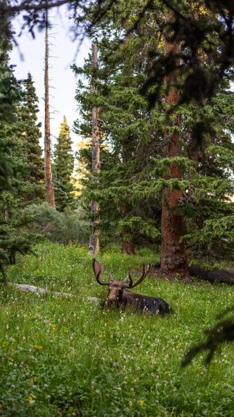 A moose rests in a field of wildflowers