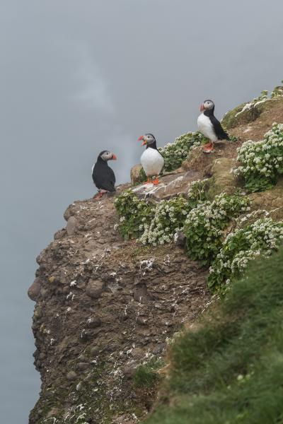 Puffins line the cliff edge on the northern tip of Grimsey